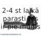 Stūres šķērsstiepņa uzgalis BLUE PRINT ADN187164